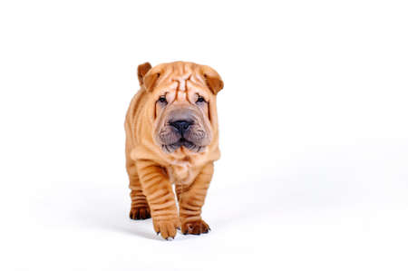 Shar pei puppyの写真素材