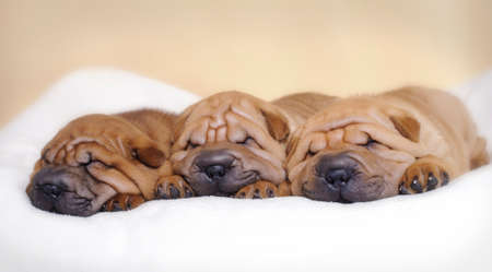 Shar pei puppiesの写真素材