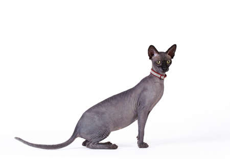 Canadian sphynx catの写真素材