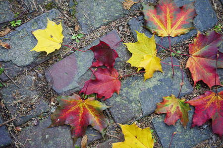 Autumn, colorful leaves in the park