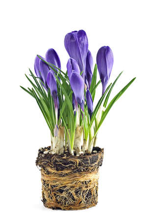 Forced purple crocus bulbs showing twining roots, isolated on white background in vertical formatの写真素材