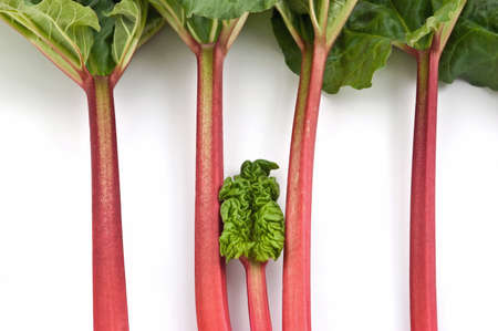 Bunch of fresh picked organic rhubarb isolated on white background