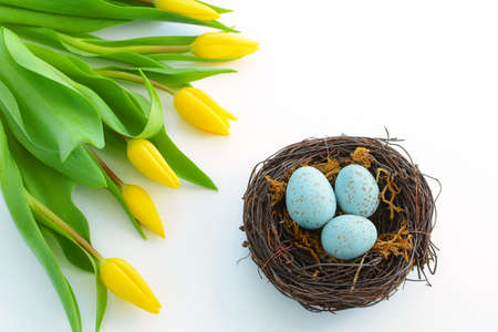 Yellow tulips framing bird nest with speckled blue eggs on white background with room for text