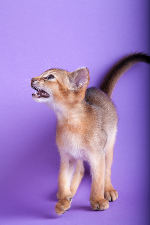An little male  abyssinian ruddy cat, kitty on a lilla background.の写真素材
