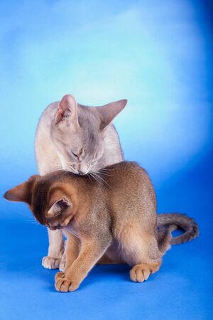 Two abyssinian cats, ruddy kitty and adult on a blue backgroundの写真素材