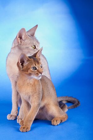 Two abyssinian cats, ruddy kitty and adult on a blue backgroundの写真素材
