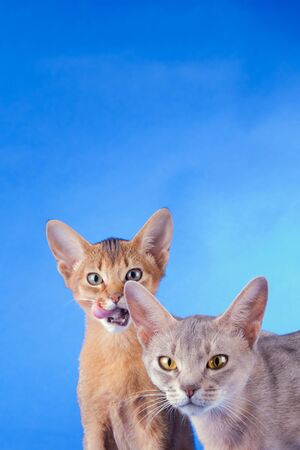 Two abyssinian cats, ruddy kitty and adult on a blue backgroundの写真素材
