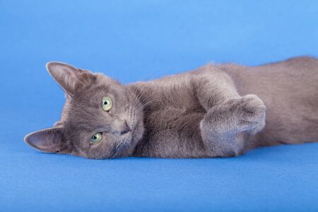 Studio shot of an russian blue cat, kitty standing on blue, clouds background.の写真素材