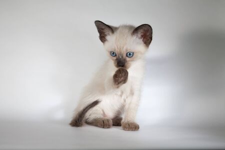 An siamese cat on a white background, kittyの写真素材