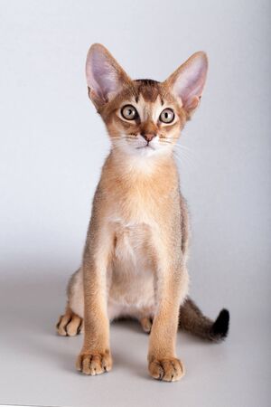An little abyssinian ruddy cat, kitty on a gray background.の写真素材