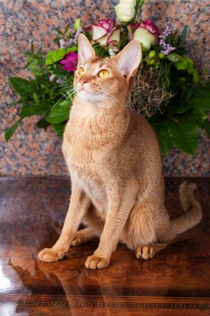 a sorrel female abyssinian cat on a brown table, with bunch of flowersの写真素材