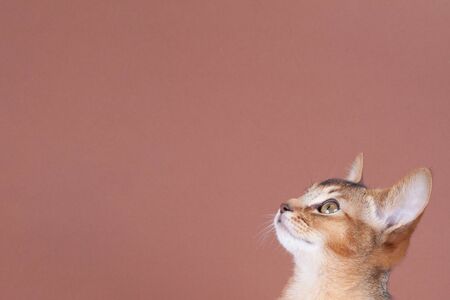 An little abyssinian ruddy cat, kitty on a brown background.の写真素材