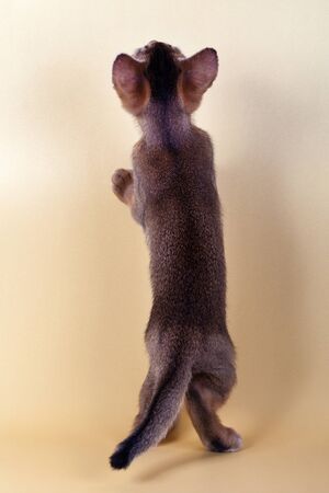 An little male  abyssinian ruddy cat, kitty on a yellow background.