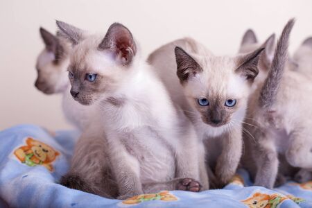 An siamese cat on a white background, kittyの写真素材