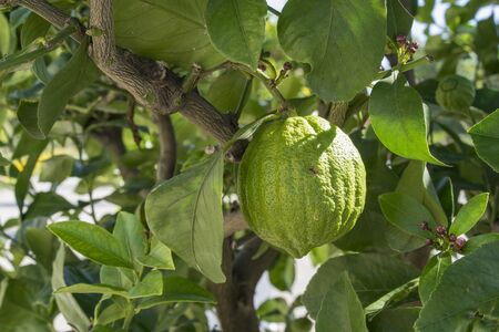 Close up view of a citrus tree. Green limes or lemons with the leaves of a citrus plant.