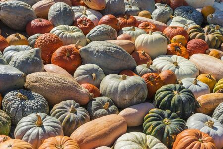 Lots of colorful pumpkins laid out in the row. Colored pumpkin as background, wallpaper.の写真素材