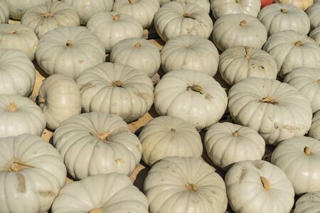 Lots of colorful pumpkins laid out in the row. Colored pumpkin as background, wallpaper.の写真素材