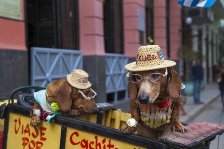 Havana, Cuba - 24 January 2013: Views of town center of squares and streets. Two circus dogs pose for tourists.のeditorial素材