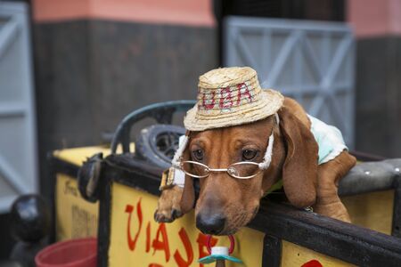 Havana, Cuba - 24 January 2013: Views of town center of squares and streets. An circus dog pose for tourists, dog has cap.のeditorial素材