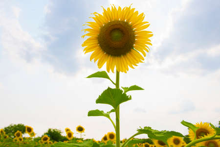 one sun flowerの写真素材