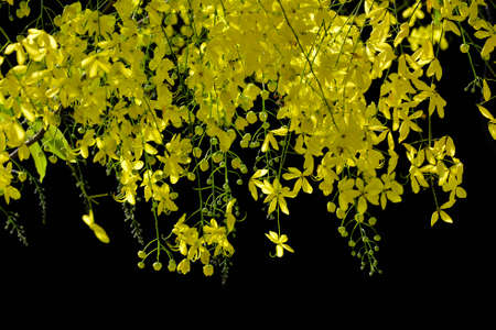 Cassia fistula flower on black の写真素材