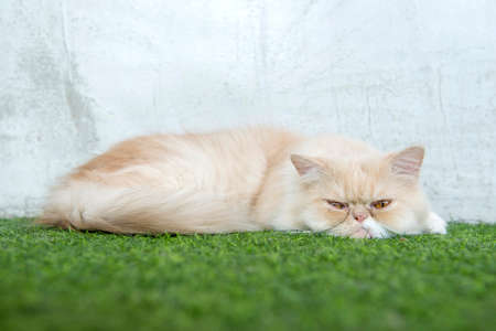 persian cat sleeping on artificial turfの写真素材