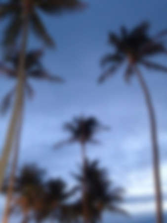 blur coconut tree with blue skyの写真素材