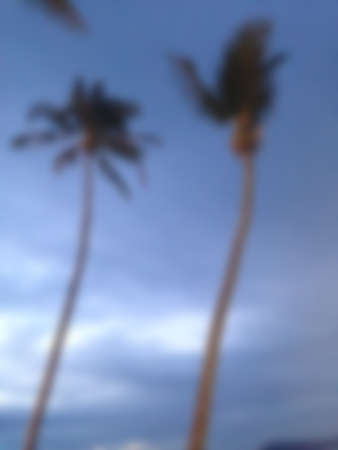 blur coconut tree with blue skyの写真素材