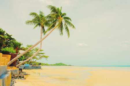 Coconut Palm tree on the   beach apply retro color filter