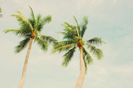 Coconut Palm tree on the   beach apply retro color filterの写真素材