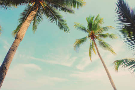 coconut tree on the beach apply retro color filterの写真素材