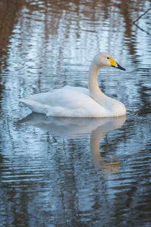 whooper Swan with reflectionの写真素材