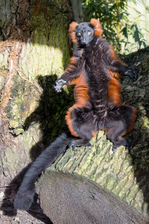 Lemur sunbathing on log