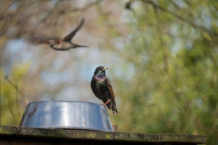 Starling on shiny bird feederの写真素材