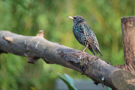 Starling on branchの写真素材