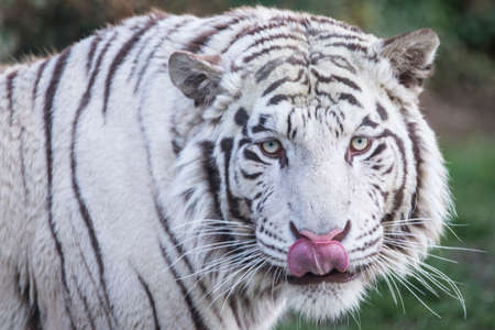 Beautiful white tiger portraitの写真素材