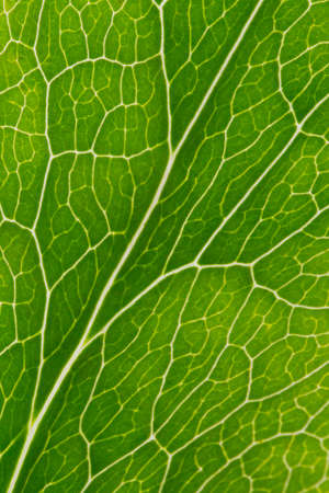 Macro of veins of Hellebore leaf