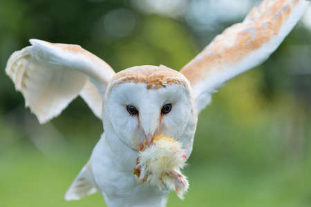 Barn Owl, bubo bubo, close up.の写真素材