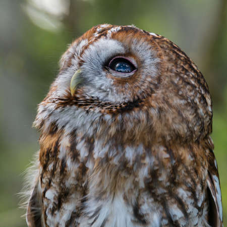 Tawny Owl, Strix aluco.の写真素材