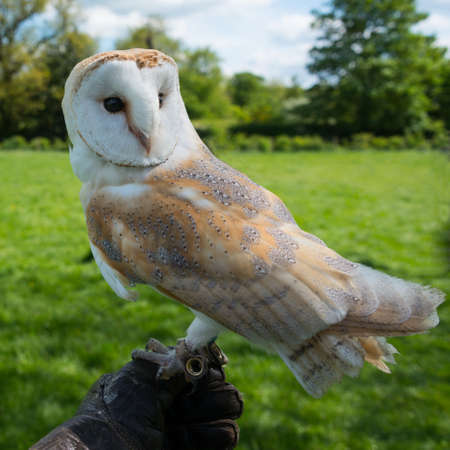 Barn Owl, tyto alba close up.の写真素材