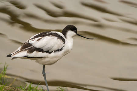 Avocet wading bird seen in Norfolk UKの写真素材