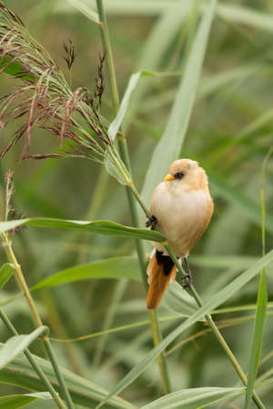 Female Bearded Tit, Panurus biarmicus.の写真素材