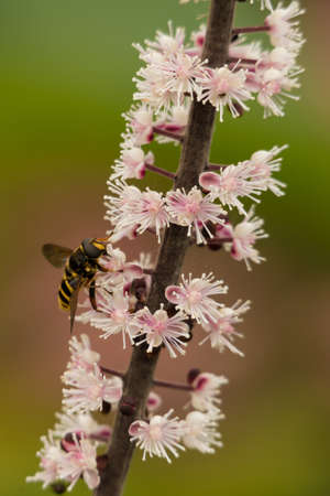 Hoverfly, of the family Syrphidae, on flower stemの写真素材