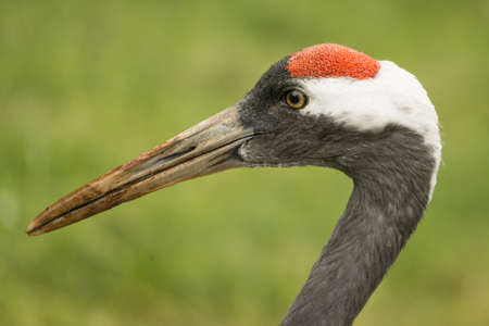 Head of Crane, wild bird, Grus grusの写真素材