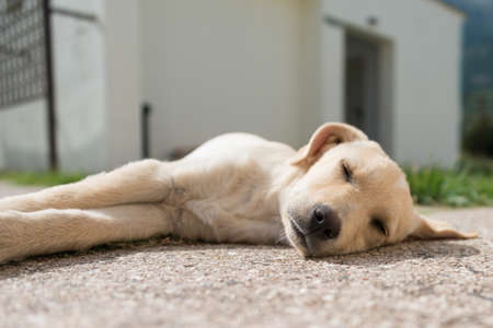 Sleeping Golden Retriever puppy, seen in Greece.の写真素材