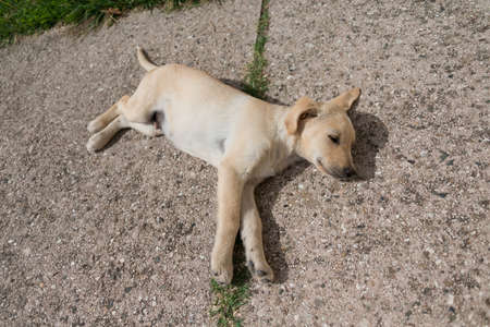 Sleeping Golden Retriever puppy, seen in Greece.の写真素材