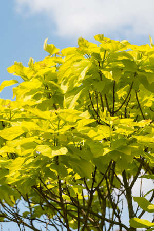 Indian Bean Tree, Catalpa bignonioides 'Aurea'の写真素材
