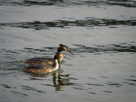 Pair of great crested grebes swimming on riverの写真素材