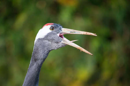 Eurasian Crane, Grus Grus, in process of displayingの写真素材