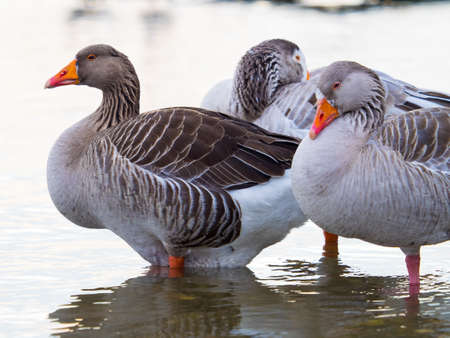 Pink footed geese, Anser brachyrhynchus.の写真素材